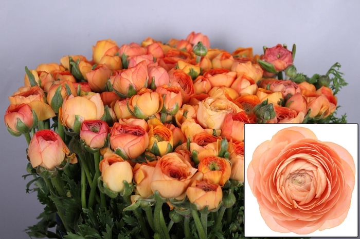 <h4>RAN EL SALMON</h4>