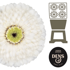 Germini Pomponi MonaMona Diamond