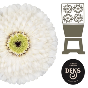 Germini Pomponi MonaMona Diamond