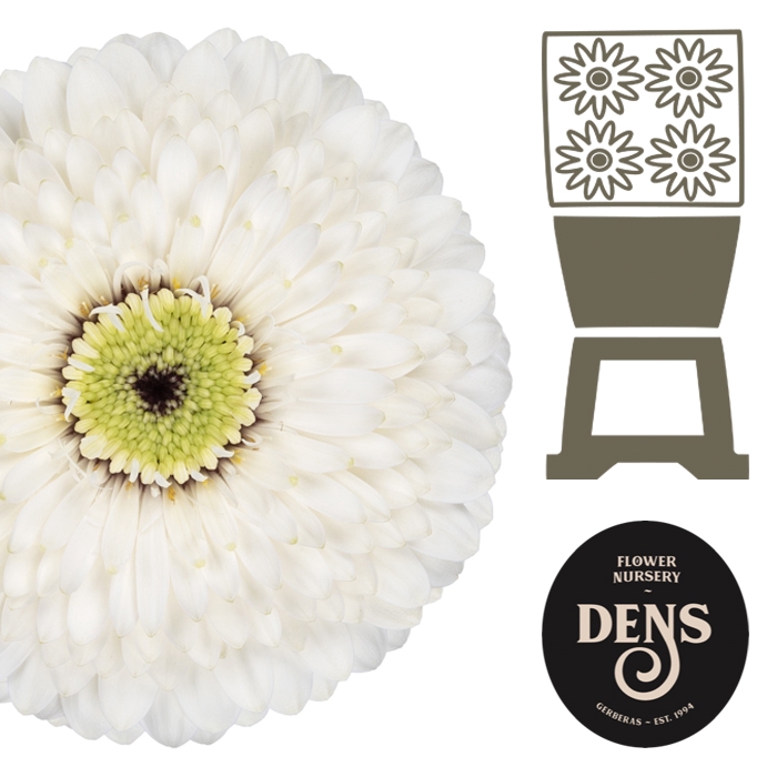 <h4>Germini Pomponi MonaMona Diamond</h4>