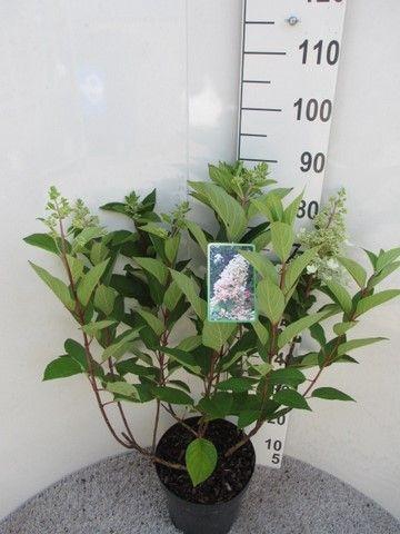 <h4>Hydrangea pan. Angels Blush 50-60 cm P26</h4>