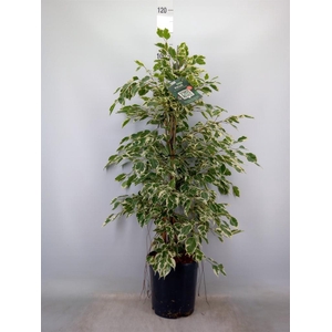 Ficus benja. 'Twilight'