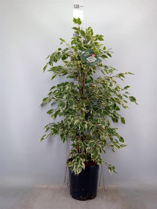 <h4>Ficus benja. 'Twilight'</h4>