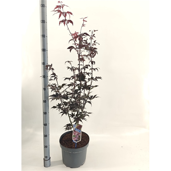 <h4>Acer pal. ‘Bloodgood’</h4>