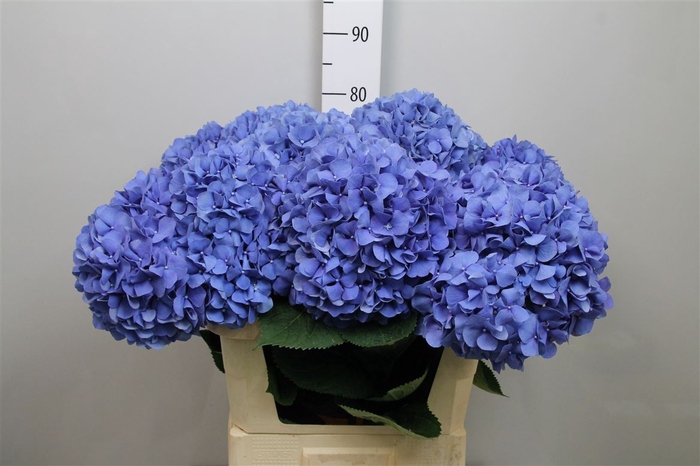 <h4>Hydr M Pimpernel</h4>
