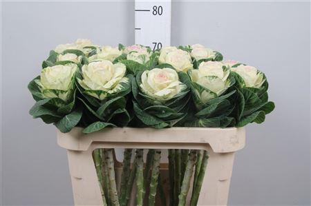 <h4>Brass White Crane</h4>