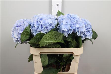 <h4>Hydr M Verena Bl</h4>