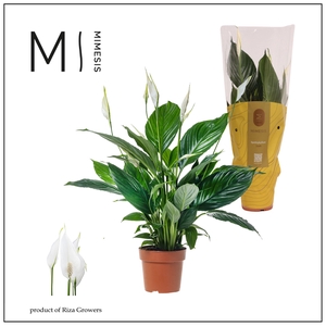 Mimesis Spathiphyllum Pico Cupido - 13 cm