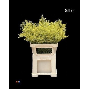 Limonium Yellow + Glitter Bio