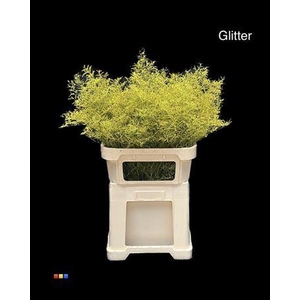 Limonium Yellow + Glitter Bio