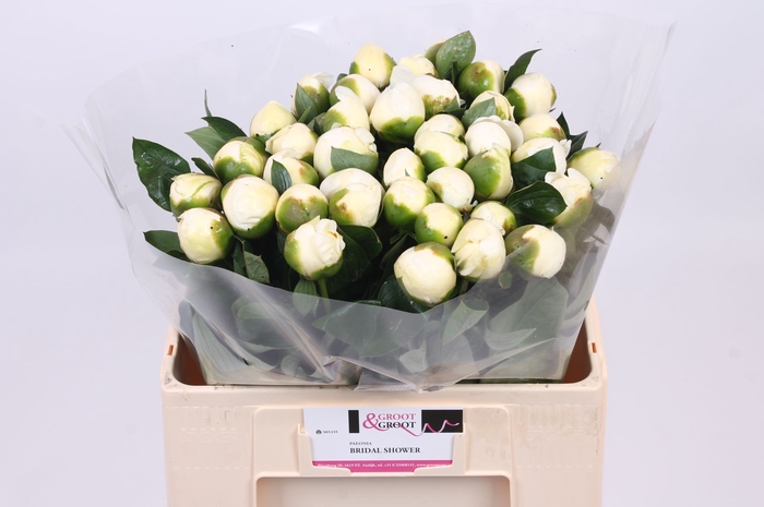 <h4>Paeonia Bridal Shower | Heavy Quality</h4>