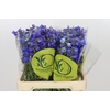 Delphinium Oriental Blue