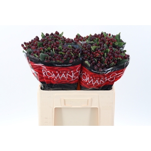 Hyp Rocky Rom 55cm