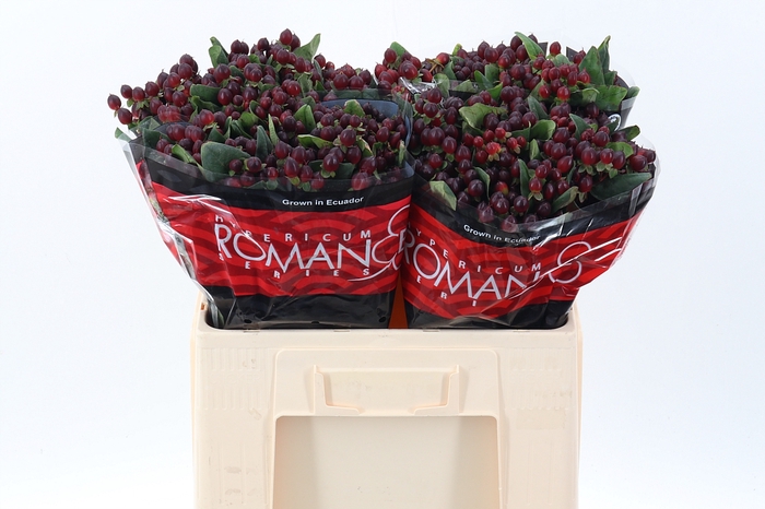 <h4>Hyp Rocky Rom 55cm</h4>