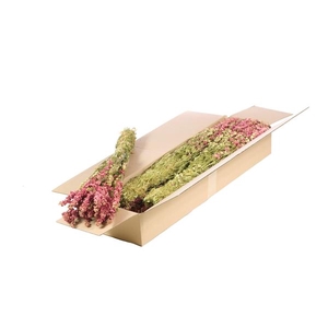 Delphinium Sb Natural Pink