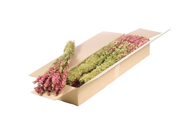 <h4>Delphinium Sb Natural Pink</h4>