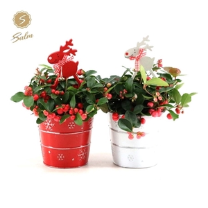 Gaultheria pr. 'Big Berry'® P10 in Zinc X-mas Duo + Reindeer