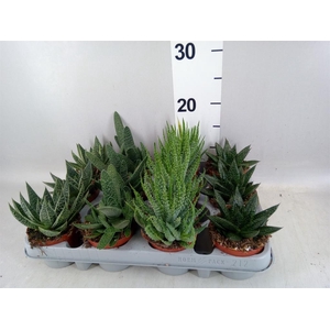 Aloe   ...mix