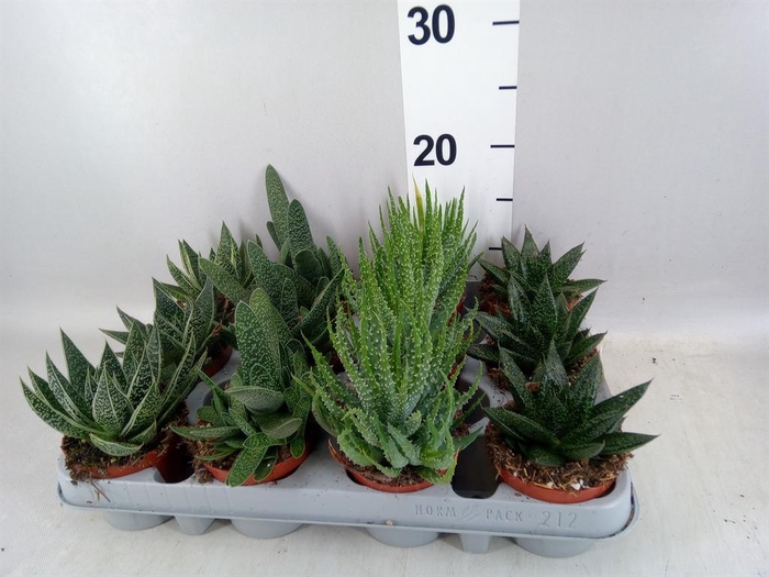<h4>Aloe   ...mix</h4>