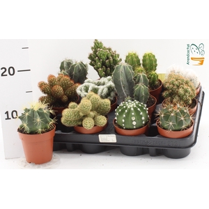 CACTUS GEM