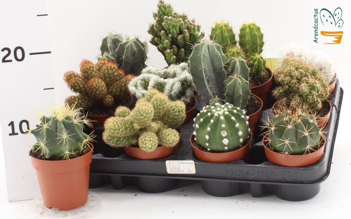 <h4>CACTUS GEM</h4>