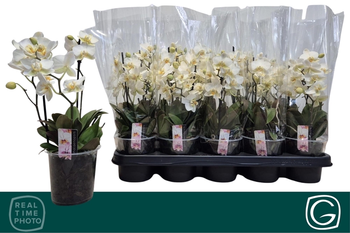 <h4>PHAL MF OV WIT</h4>