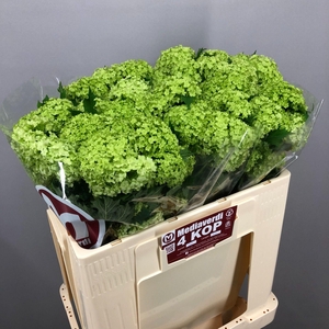 Viburnum L.50 4+flowers