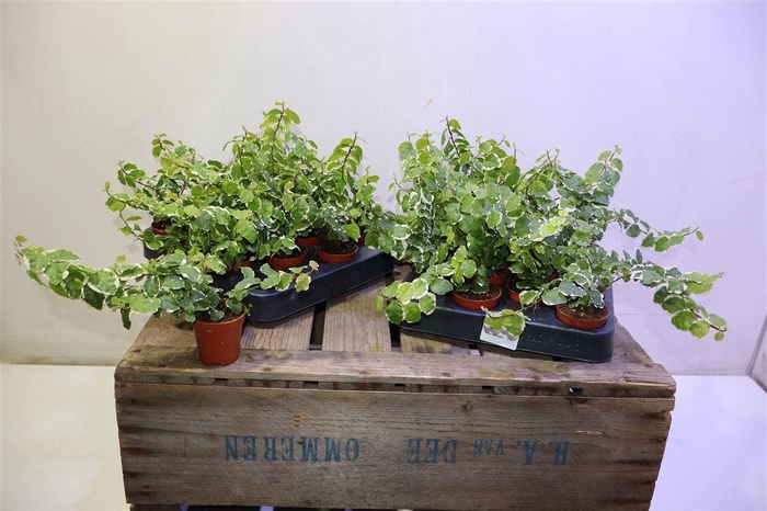 <h4>Fic Pu Sunny</h4>