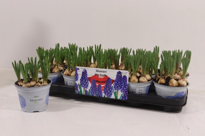 <h4>MUSCAR BIG SMILE</h4>