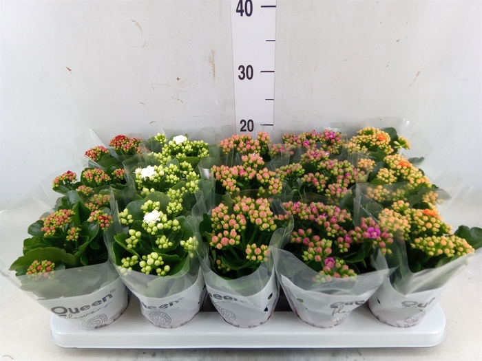 <h4>Kalanchoe blos.   ..rosebud mix  5</h4>