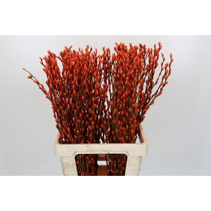 Salix Caprea Snow Flake P. Orange