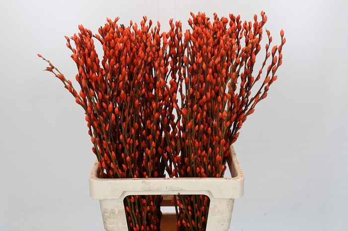 Salix Caprea Snow Flake P. Orange