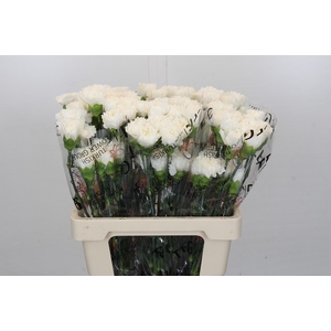 Dianthus St Holly