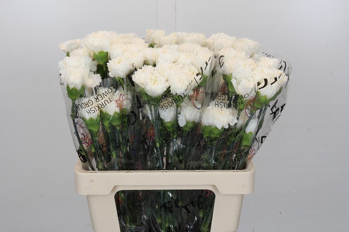 <h4>Dianthus St Holly</h4>