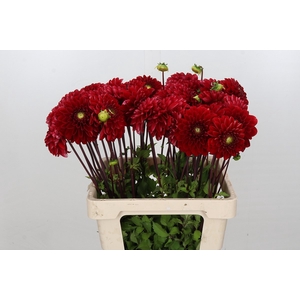 Dahlia Red Mylene