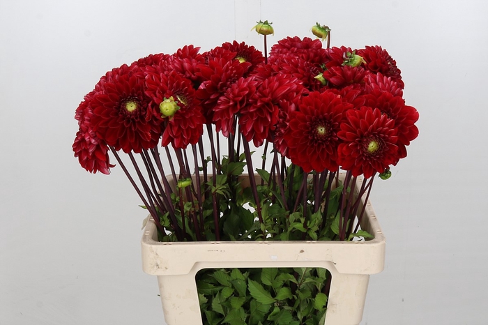 <h4>Dahlia Red Mylene</h4>