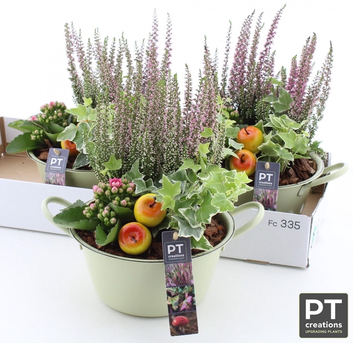 <h4>ARR TUINPLANTEN</h4>