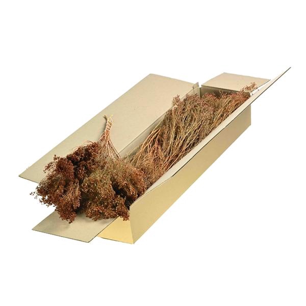 <h4>Broom Bloom Bunch Sb Teak</h4>