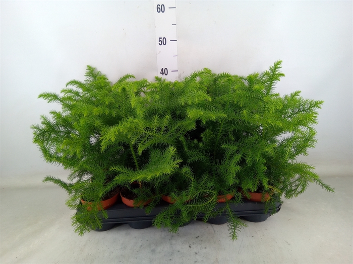 <h4>Araucaria heterophylla</h4>