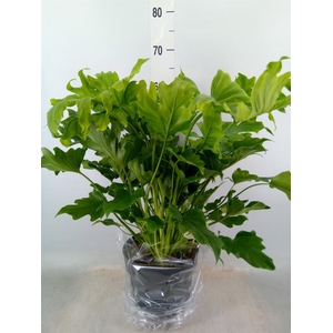 Philodendron bipinn. 'Little Hope'