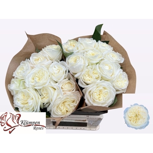 Rs gr Chic White!