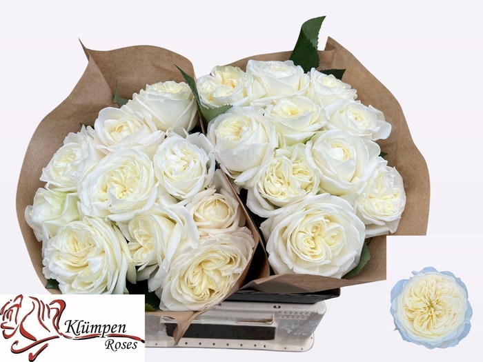 <h4>Rs gr Chic White!</h4>