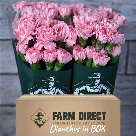 <h4>Di St Doncel Box</h4>