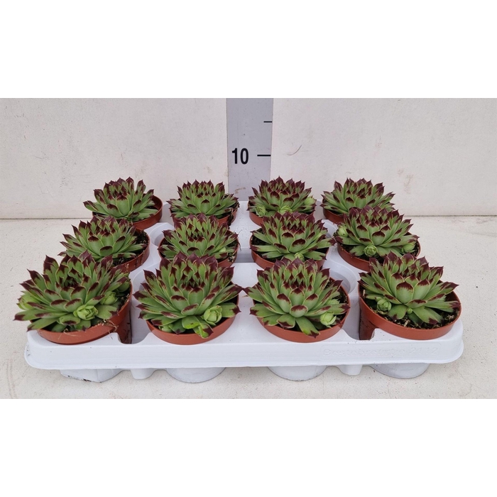 <h4>Sempervivum   ...</h4>