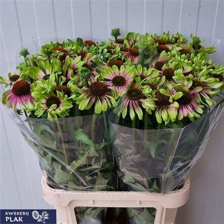 <h4>Echinacea Purp Twister Super</h4>