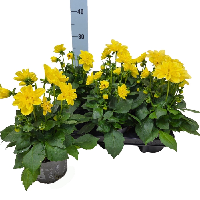 <h4>DAHL HYPNO YELLOW</h4>