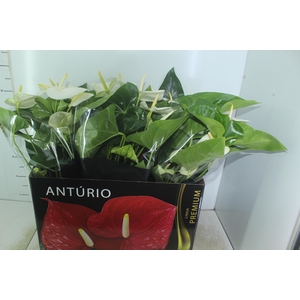 ANTHURIUM ALASKA P17 PREMIUM