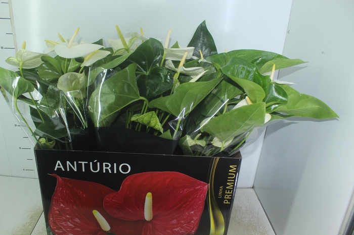 <h4>ANTHURIUM ALASKA P17 PREMIUM</h4>
