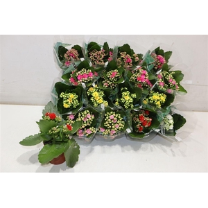 arr8 Kal Ge Ro Gem 6 Kl