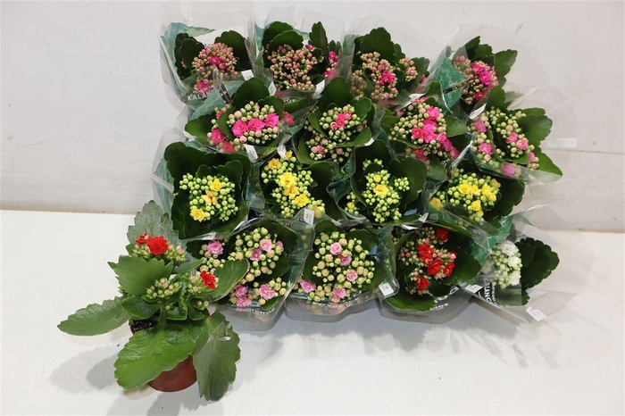 <h4>arr8 Kal Ge Ro Gem 6 Kl</h4>